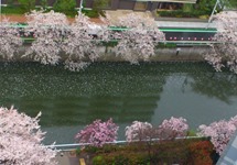 Meguro River Cherry Blossom